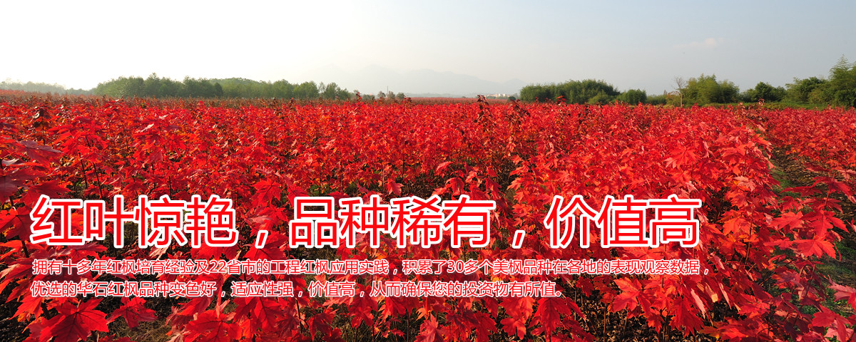 美国红枫变色惊艳、品种稀缺、价值高